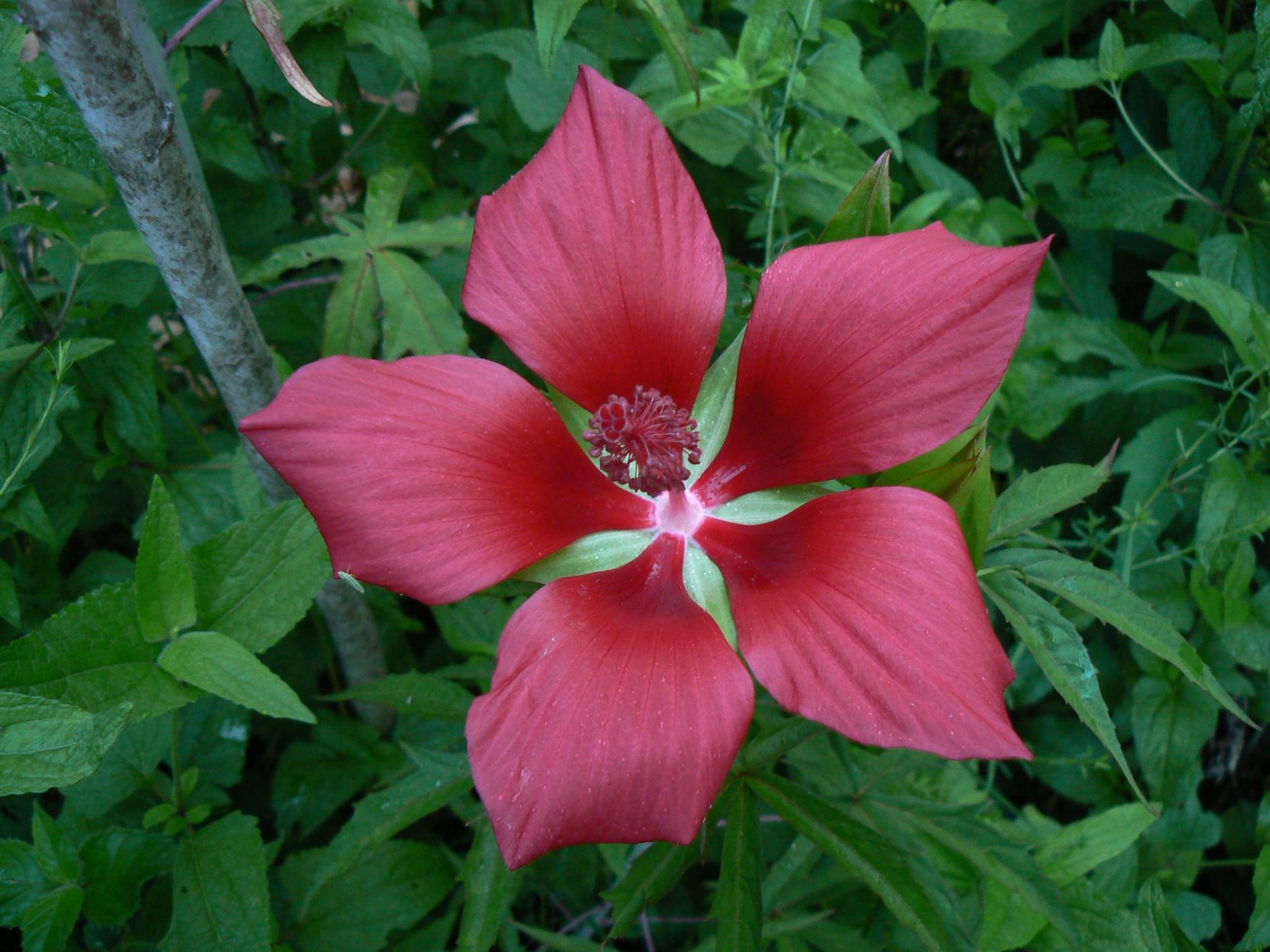 081519_CTN_coccineus6.JPG